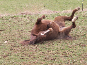 pasture