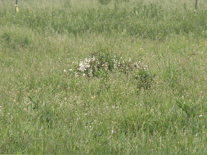 pasture
