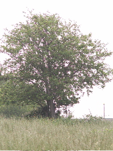 tree