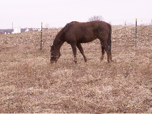 Pasture