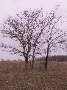 tree