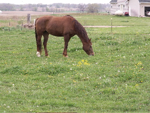 pasture