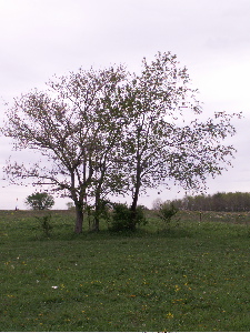 tree